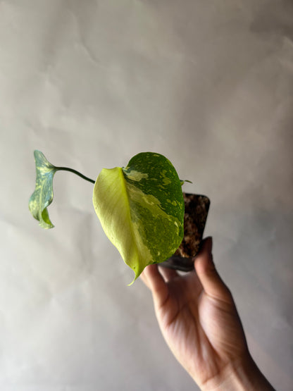 Monstera Deliciosa Electrolytes King