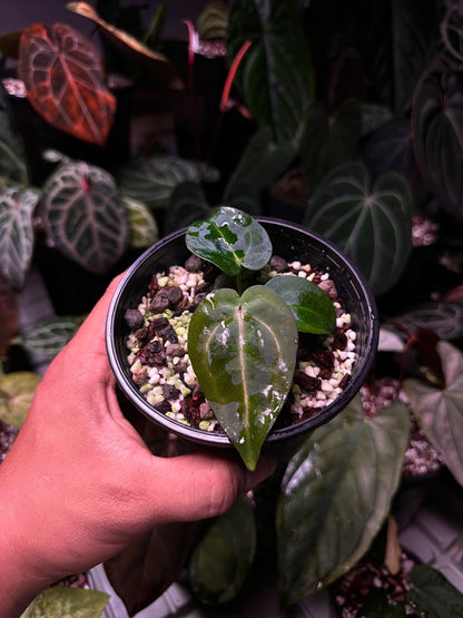 Anthurium Carlablackie (‘District’ x RA8) S1
