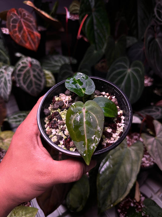 Anthurium Carlablackie (‘District’ x RA8) S1