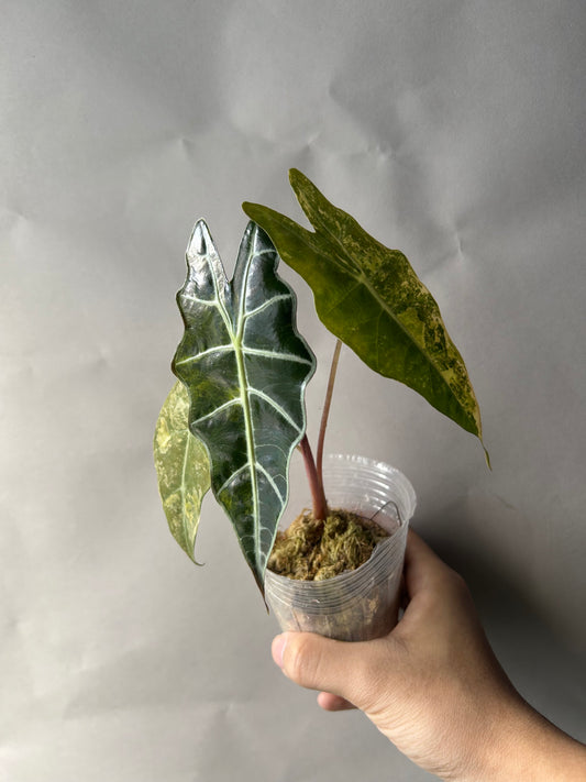 Alocasia Sanderiana Bull Aurea