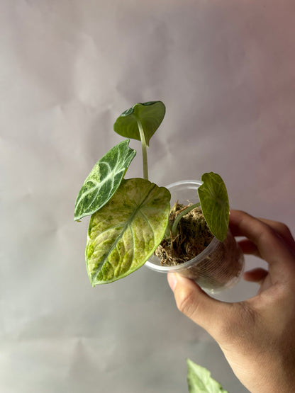 Alocasia Ninja Tricolor aka Splash