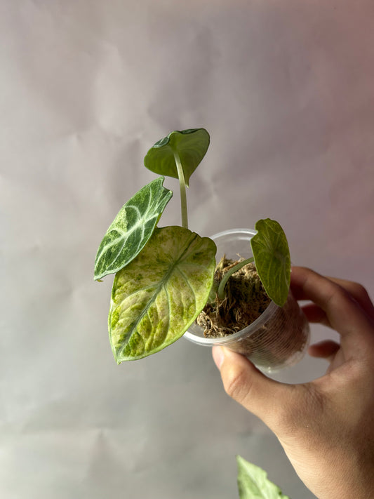 Alocasia Ninja Tricolor aka Splash