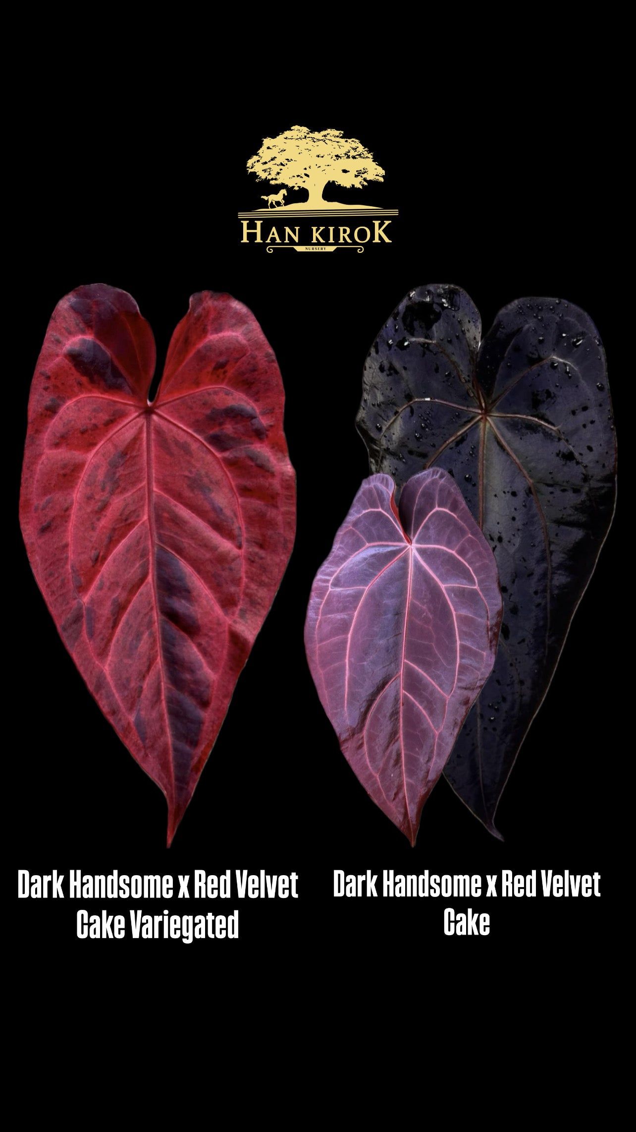 Anthurium ( DH x RVC) Var x ( DH x RVC) Variegated by Han Kirok