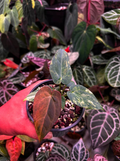 Anthurium (Papillilaminum Var x Dressleri) x BVEP ‘Tezula’ S1