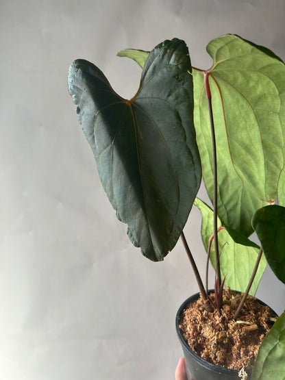 Anthurium RVDP x Portillae “ Dorito “