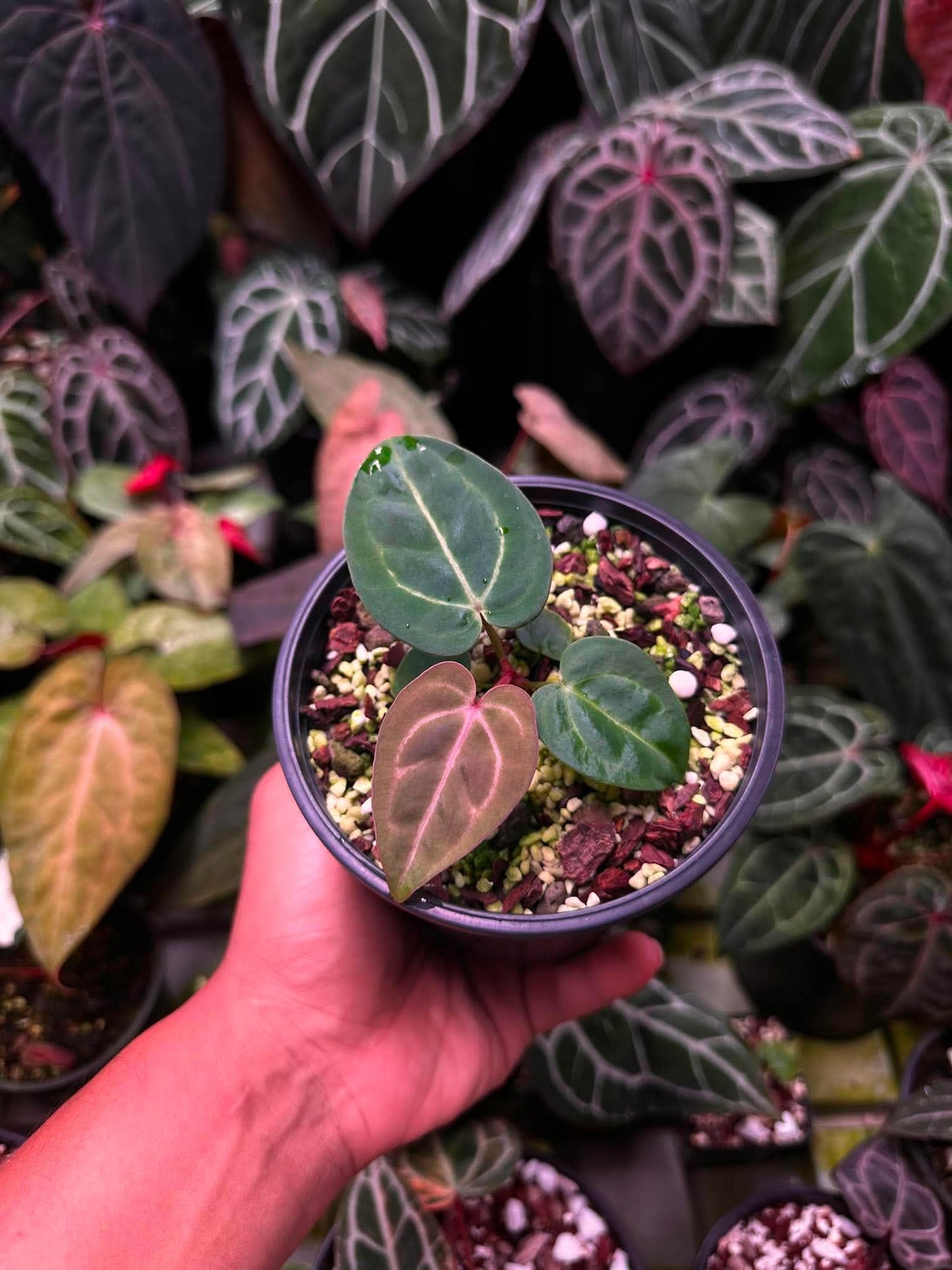 Anthurium (Carlablackie ‘District’ x Carlablackie RA8) S1