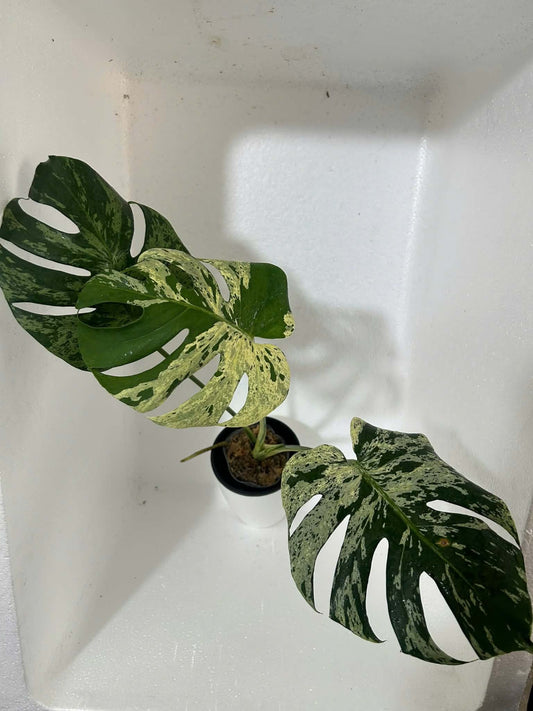 Monstera Vietciosa XXL