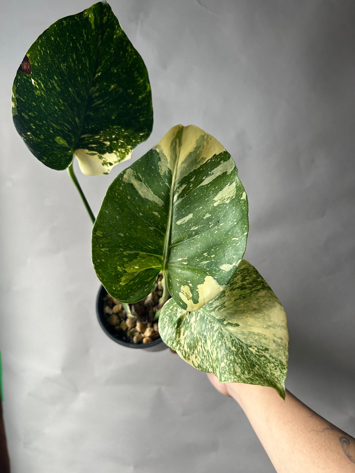 Monstera Starlight Reverted