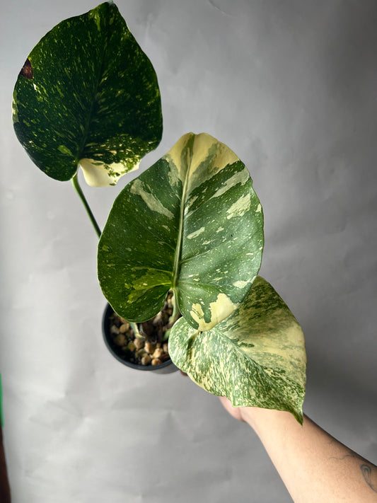 Monstera Starlight Reverted