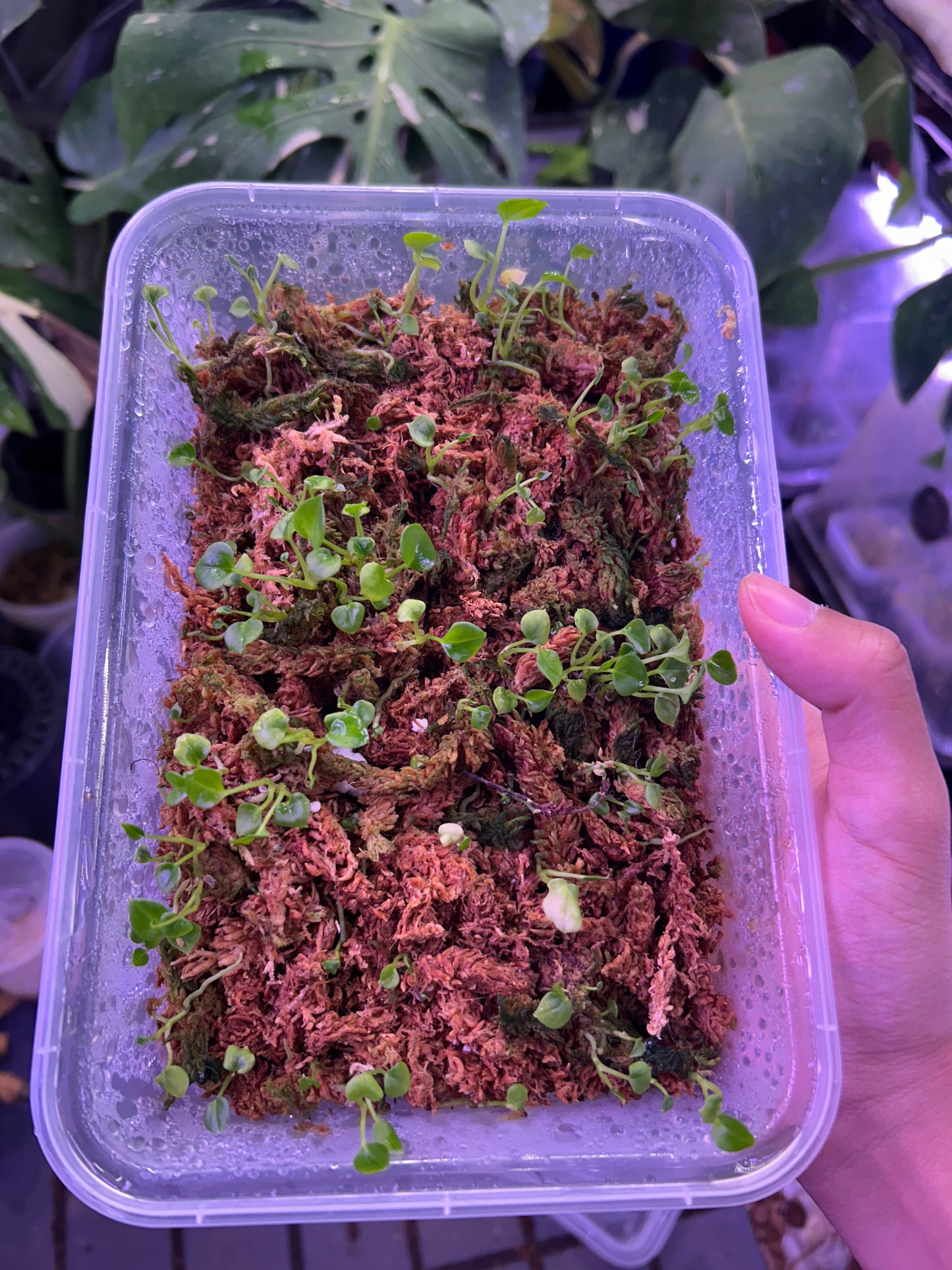 Anthurium Red King Of Spade x Self Seedlings
