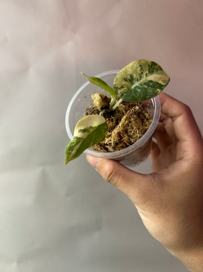 Alocasia Black Velvet Gold