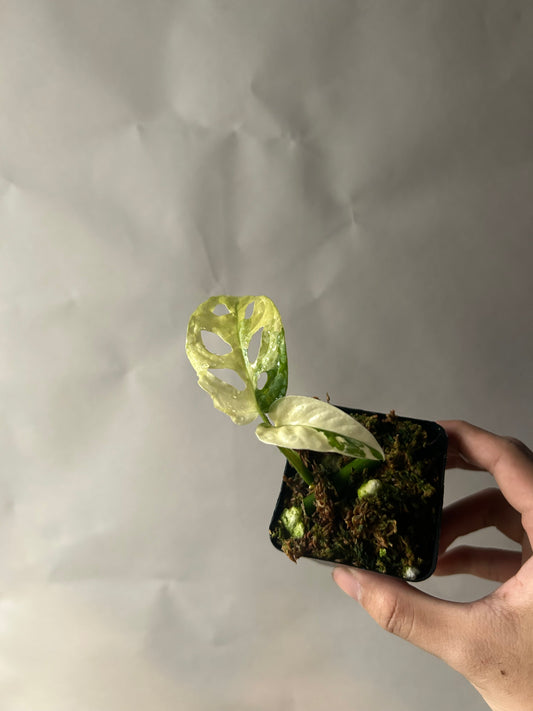 Monstera Adansonii Tricolor