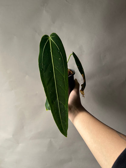 Anthurium Queen Dark Form