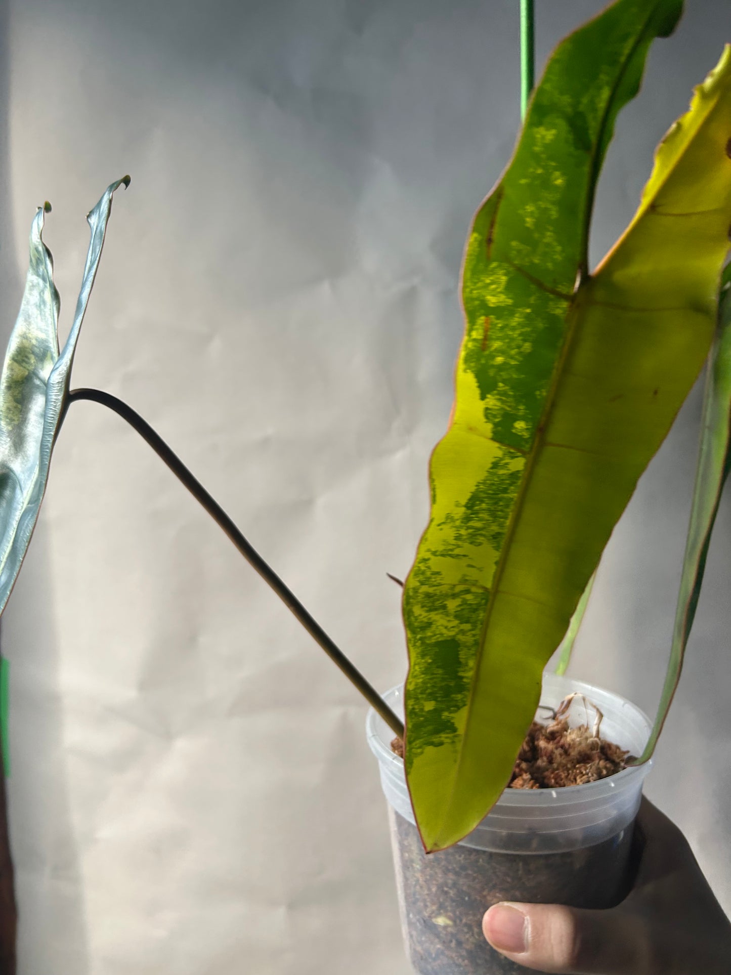 The Never Out Trend Philodendron Combo