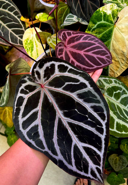 Anthurium Pink Dream Seedlings