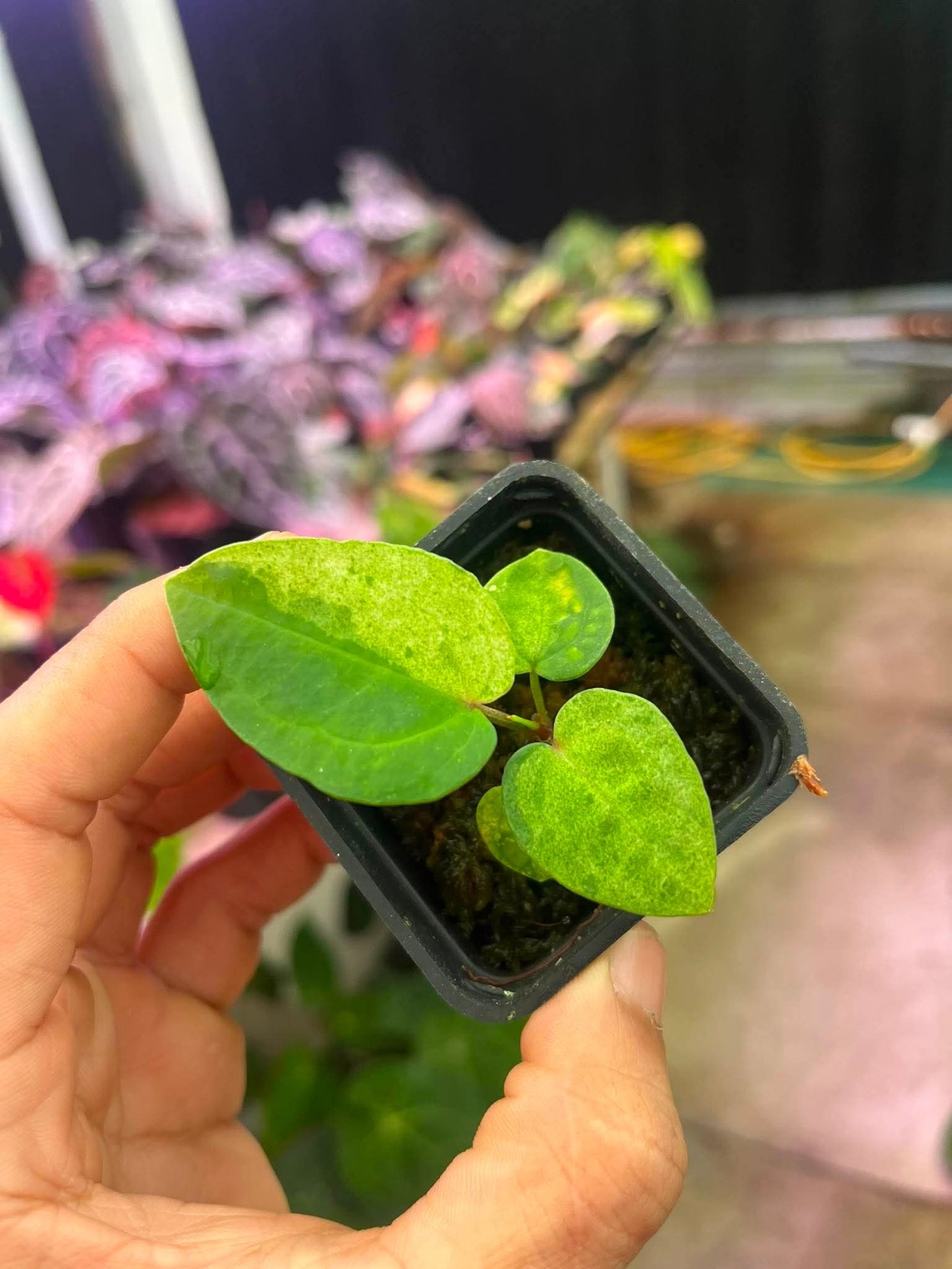 Variegated Anthurium (Pap Var x RL) x (DocBlock x RVDP) by Han Kirok