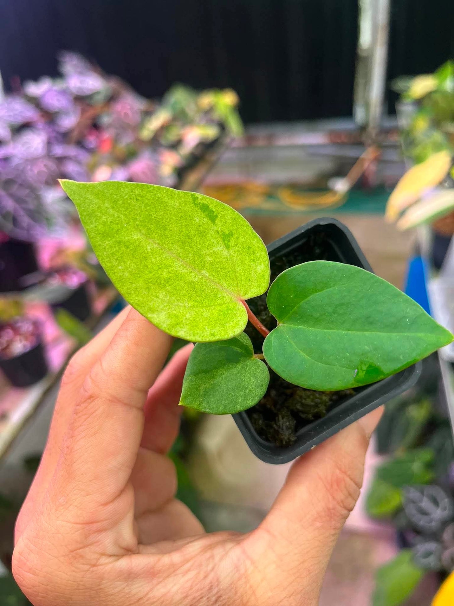 Variegated Anthurium (Pap Var x RL) x (DocBlock x RVDP) by Han Kirok