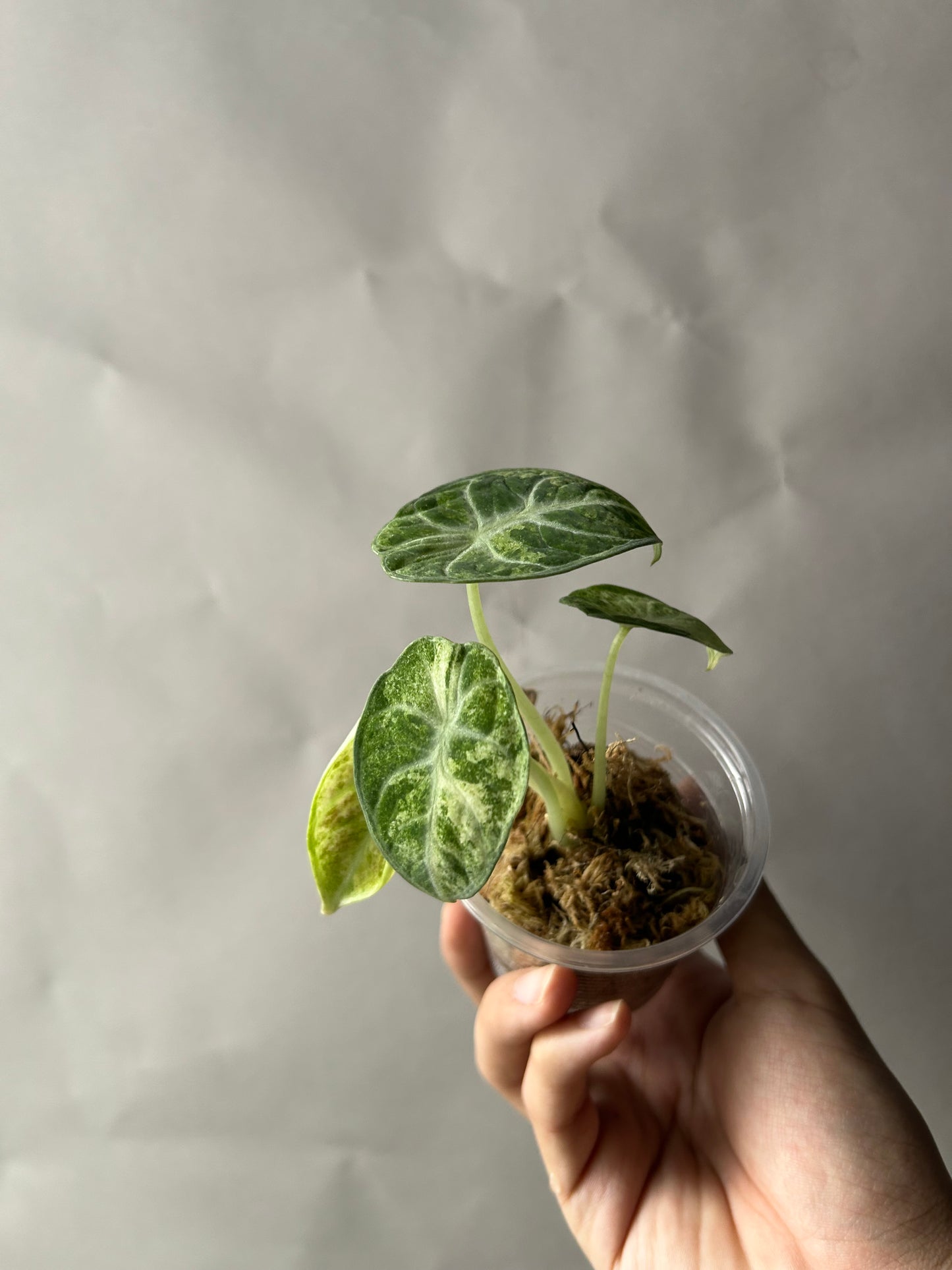 Alocasia Ninja Tricolor aka Splash