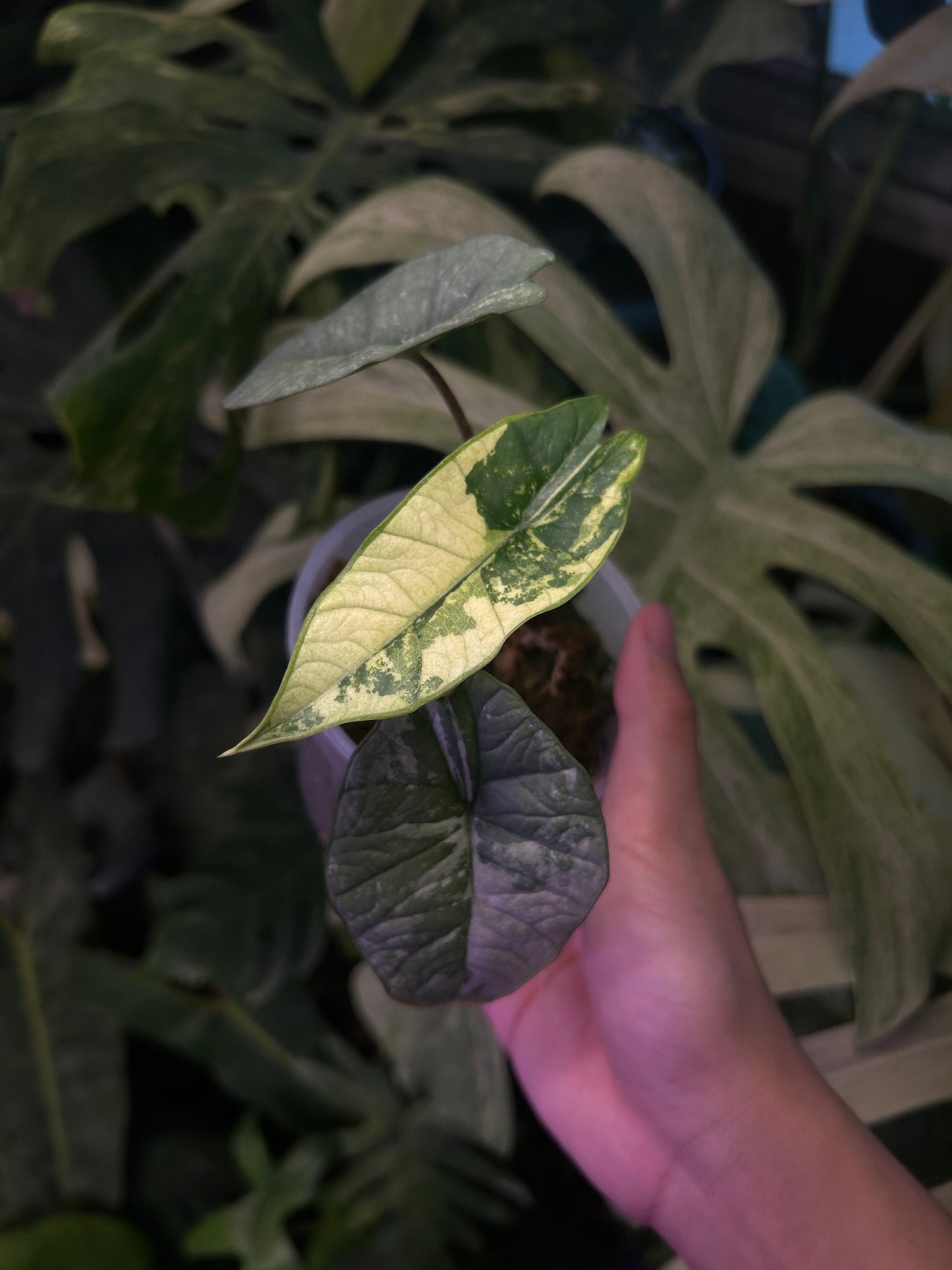 Alocasia Bisma Platinum Albo