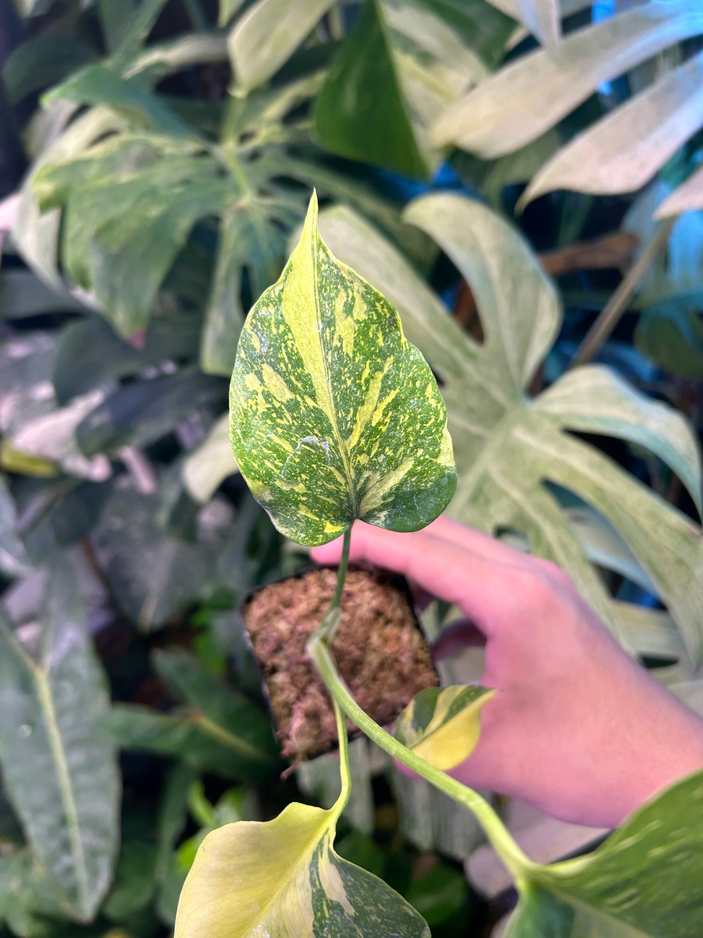 Monstera Deliciosa Electrolytes