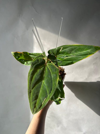 Anthurium RVDP x Ree