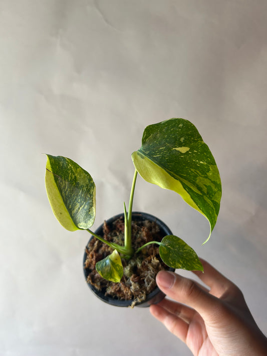 Monstera Deliciosa Electrolytes King