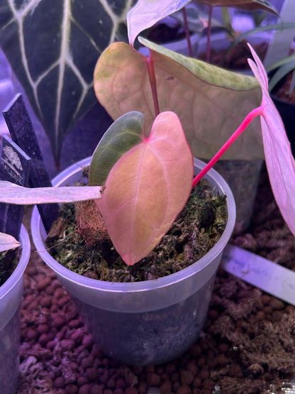 Variegated Anthurium Pap Var x RVDP by Han Kirok ( Clone )