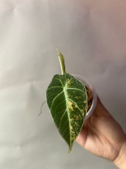 Alocasia Black Velvet Gold