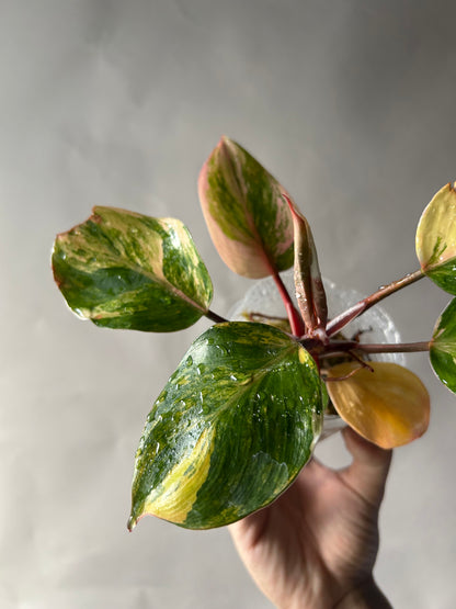 Philodendron White Knight Tricolor