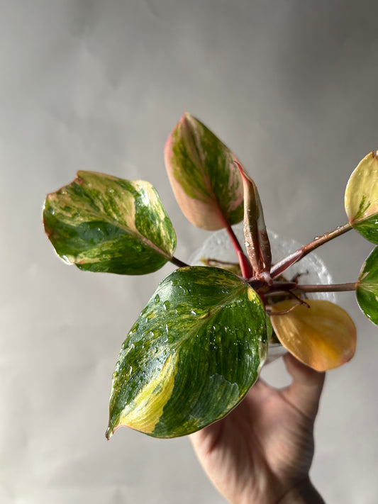 Philodendron White Knight Tricolor