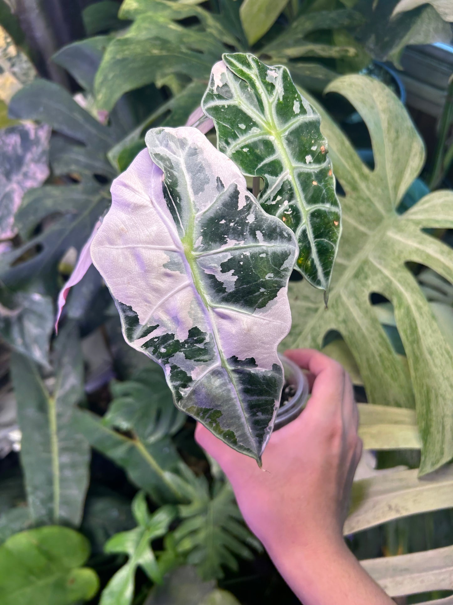 Alocasia Polly Pink