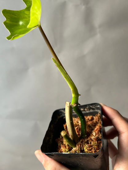 Philodendron Florida Beauty X Mayoi ( Kitina )