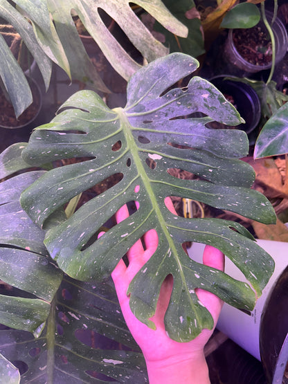 Monstera Fishbone ( Full Plant )