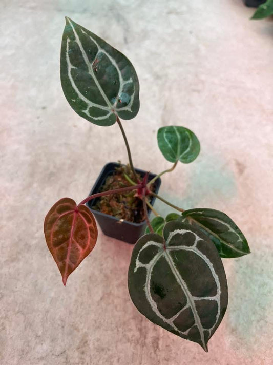 Anthurium ( SKG Pink Lemonade x RC) x ( Zara x Michelle ) by Han Kirok