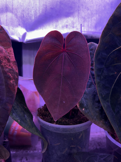 Anthurium Blood Moon (AUS Clone) Chunk with 2 growth