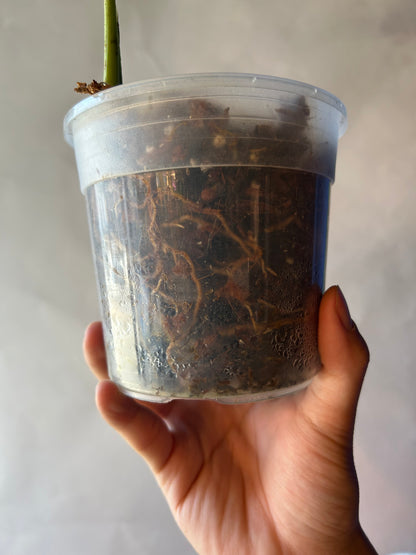 Monstera White Lava Cutting