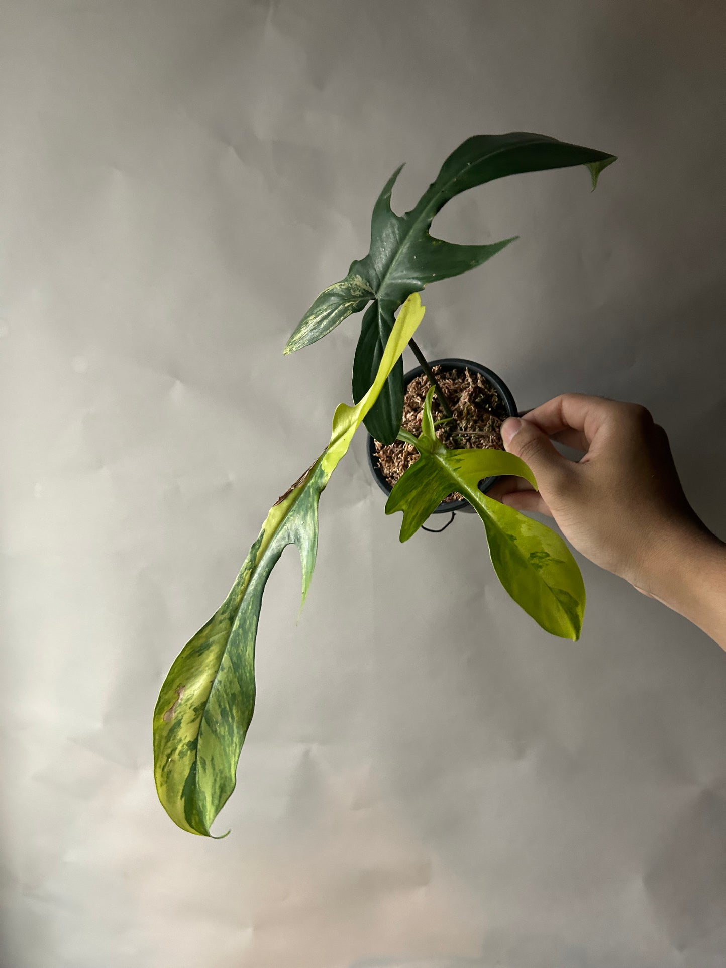 Philodendron Florida Beauty