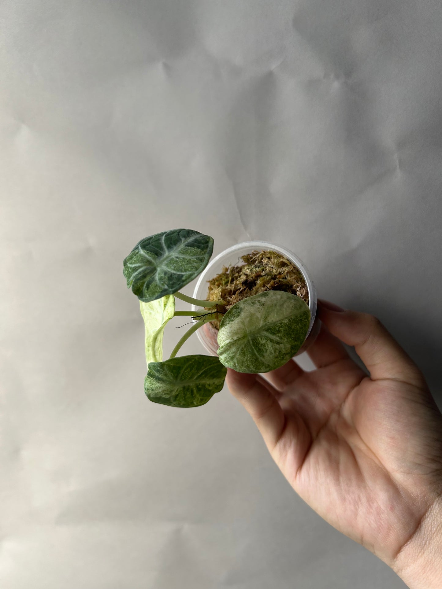 Alocasia Ninja Tricolor Splash