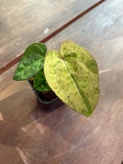 Variegated Anthurium ( Pap x RL S1) x (Docblock x RVDP) by Han Kirok