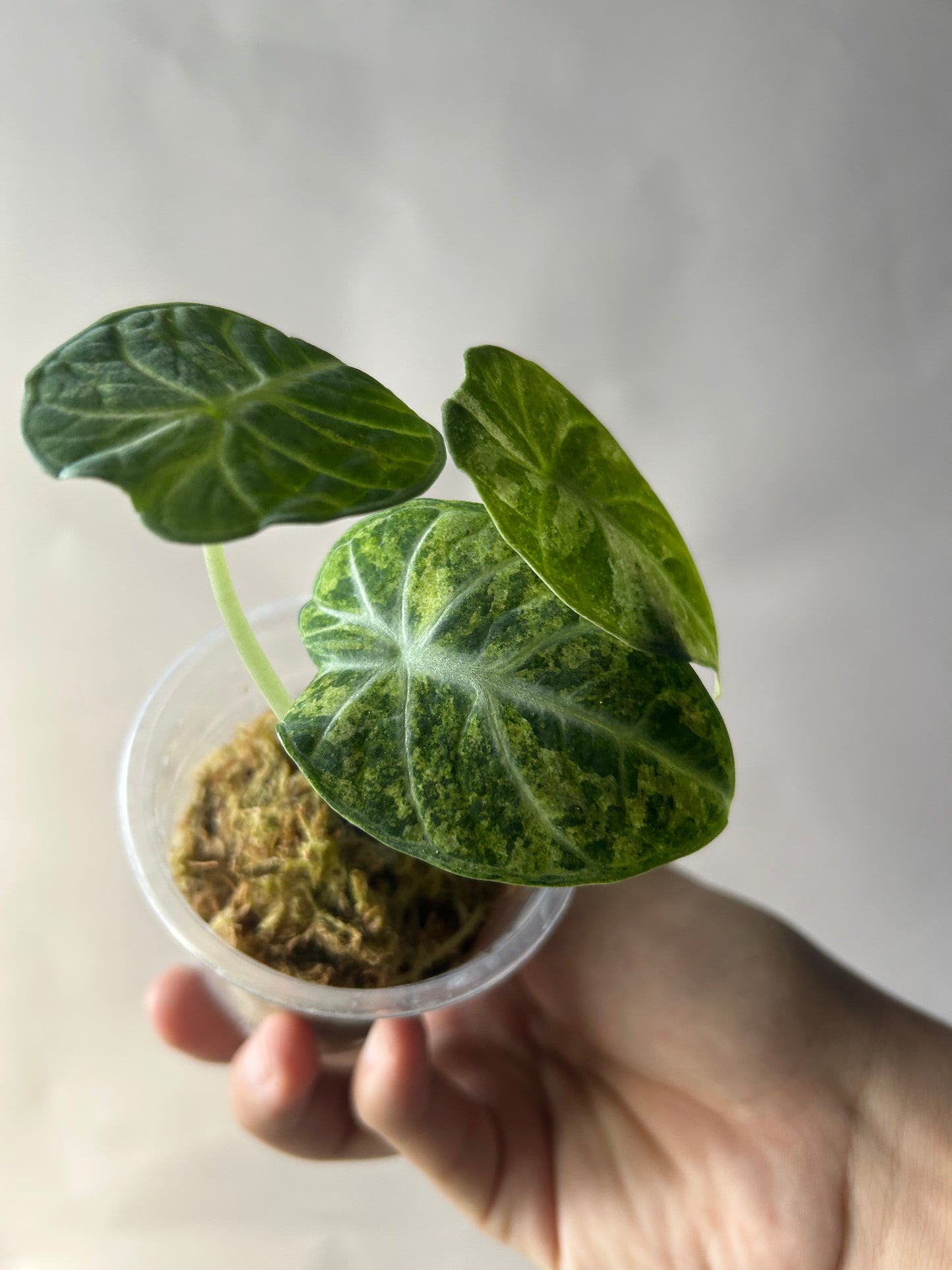 Alocasia Ninja Tricolor Splash