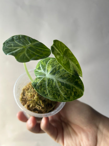 Alocasia Ninja Tricolor Splash
