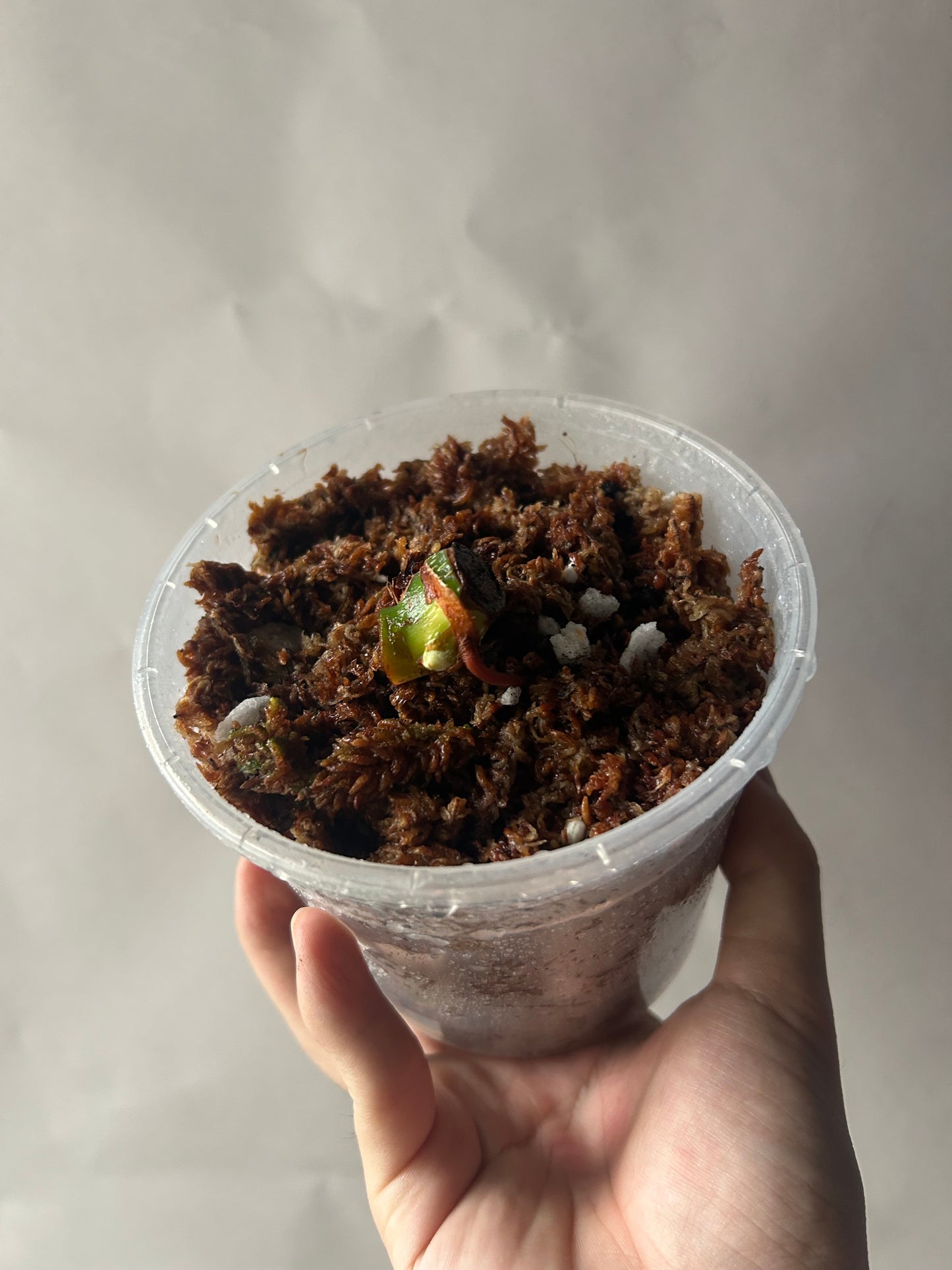 Philodendron Pastazanum Albo