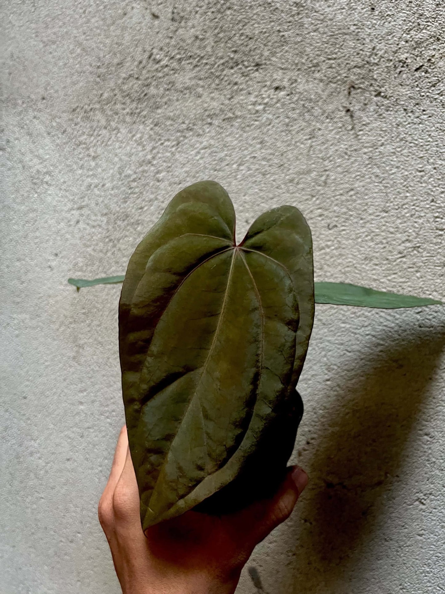 Anthurium Dressleri x RVDP by Han Kirok
