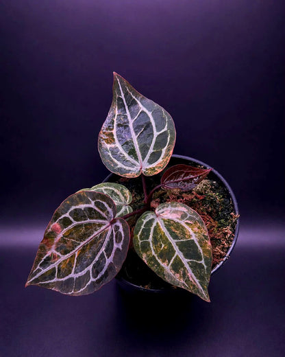 Variegated Anthurium Docblock Michelle Clone from Han Kirok