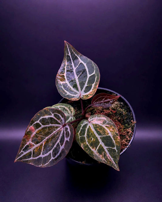 Variegated Anthurium Docblock Michelle Clone from Han Kirok