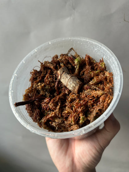 Philodendron Caramel Marble Cutting