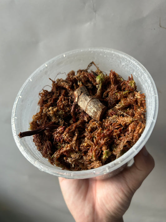 Philodendron Caramel Marble Cutting