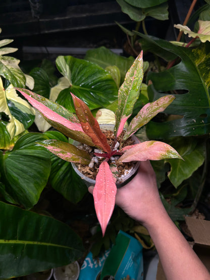 Philodendron Caramel Marble Variegated