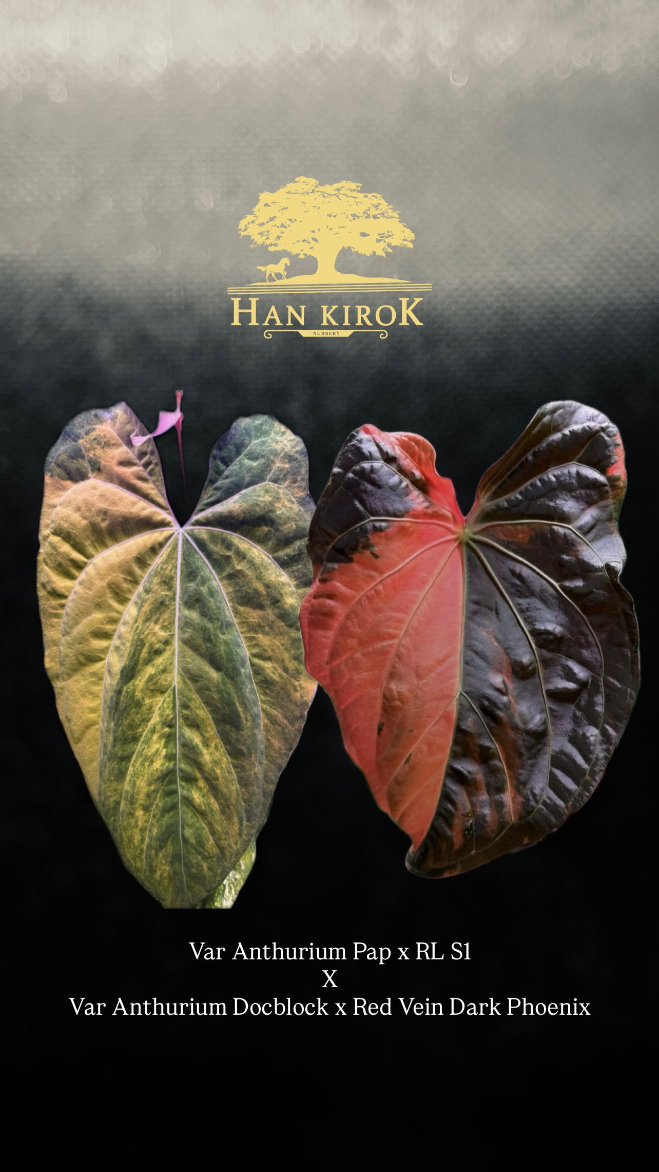 Variegated Anthurium ( Pap x RL S1) x (Docblock x RVDP) by Han Kirok