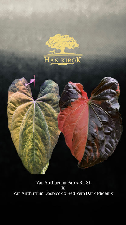 Variegated Anthurium ( Pap x RL S1) x (Docblock x RVDP) by Han Kirok